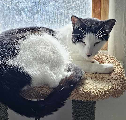 Photo of Neville