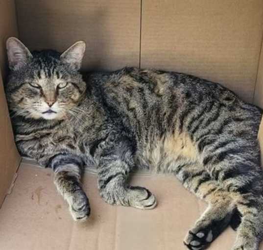 Photo of Scruffy