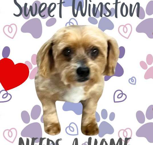 Photo of Winston