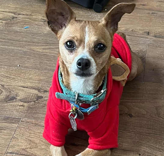 Photo of Buddy