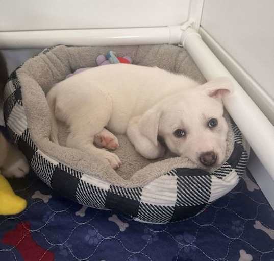 Photo of Lyla (fka Betsy at BARC shelter)