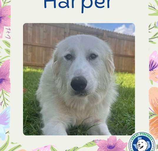 Photo of Harper (fka Hanna at BARC shelter)