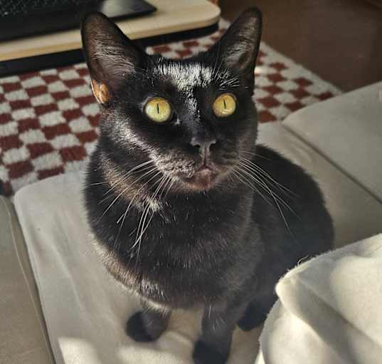 Photo of Nyx