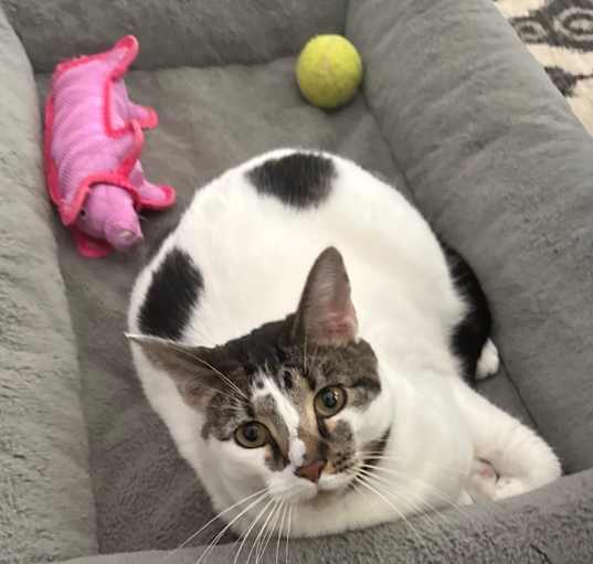 Photo of Moose Trax