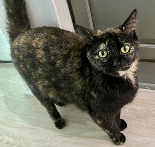 Photo of Oleander