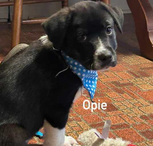 Photo of Opie