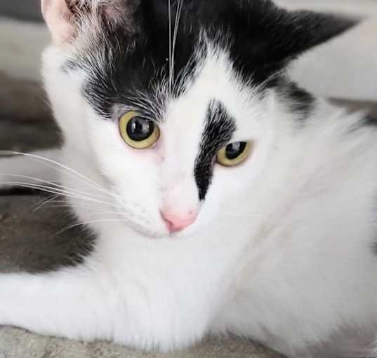 Photo of Gypsy