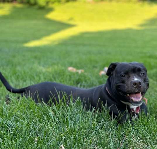 Photo of Capone