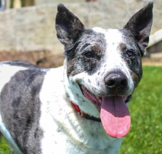 Photo of Duke