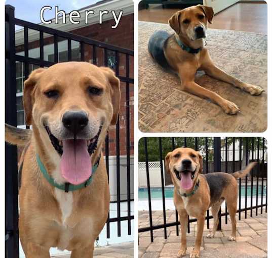 Photo of Cherry