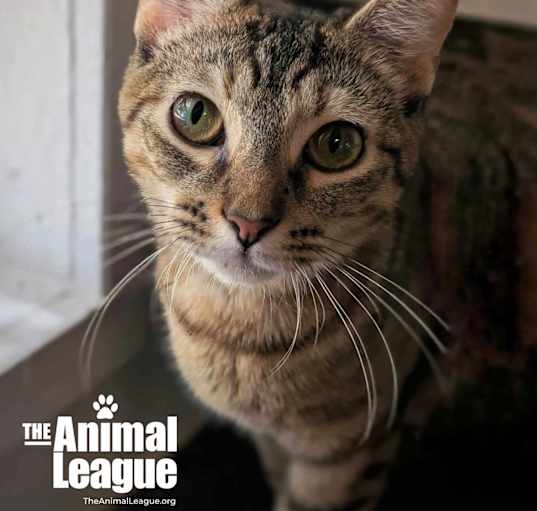 Photo of Pookie