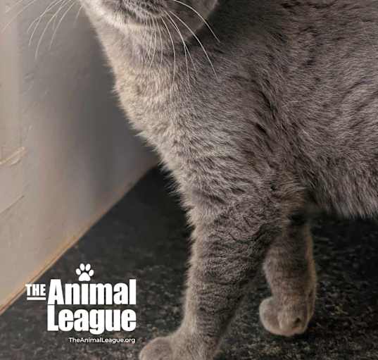 Photo of Nermal