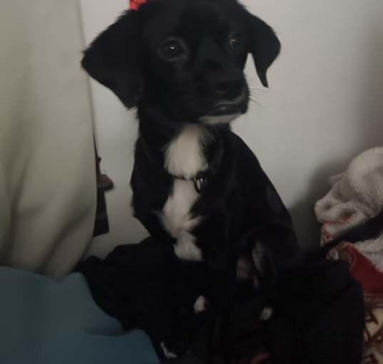 Photo of Fritz
