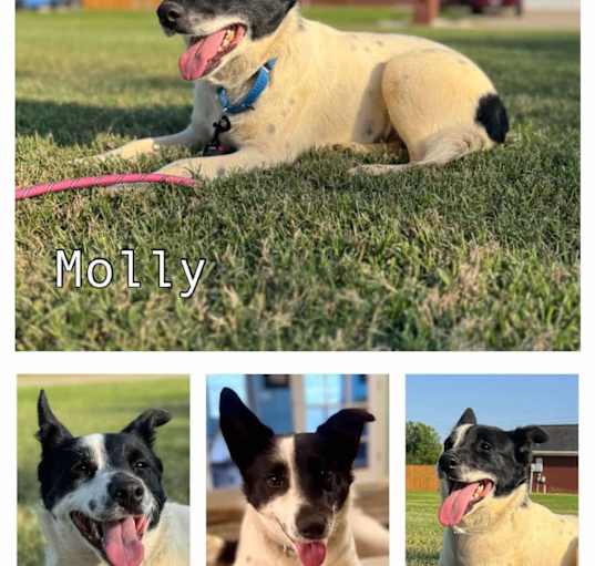 Photo of Molly