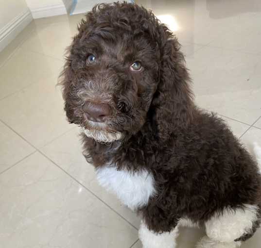 Photo of Mocha