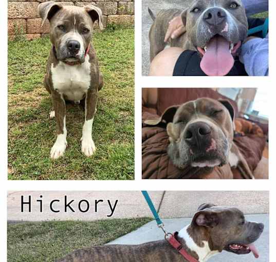 Photo of Hickory