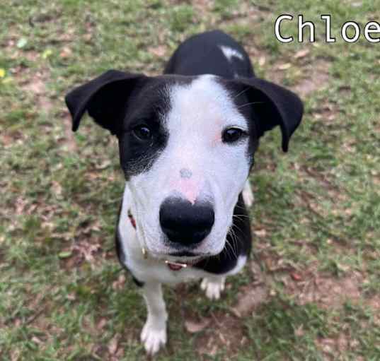 Photo of Chloe