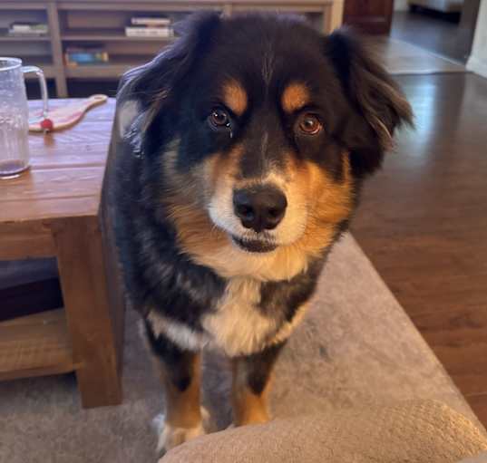 Photo of Louie