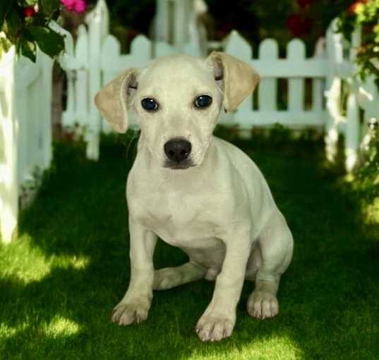 Photo of Bodhi