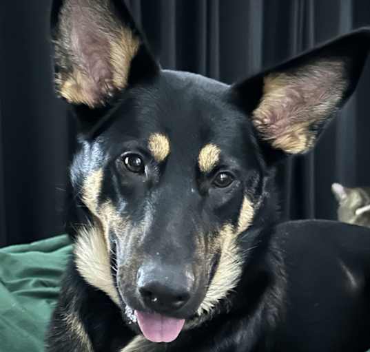 Photo of Daisy