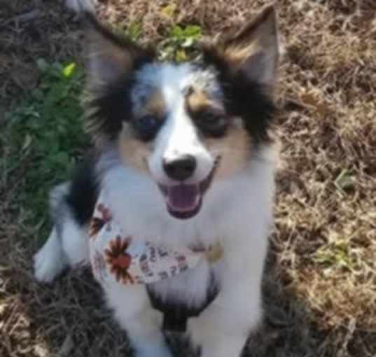 Photo of Goose