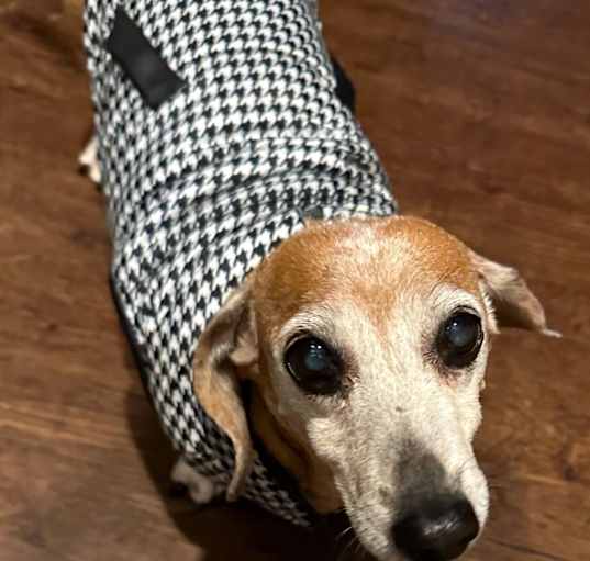 Photo of Squid