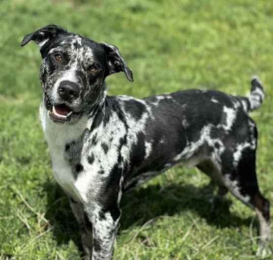 Photo of DOMINO