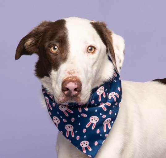 Photo of Blu