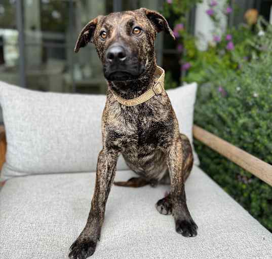 Photo of Ryder