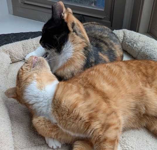 Photo of Opie & Lucy -  Best Feline Friends Forever