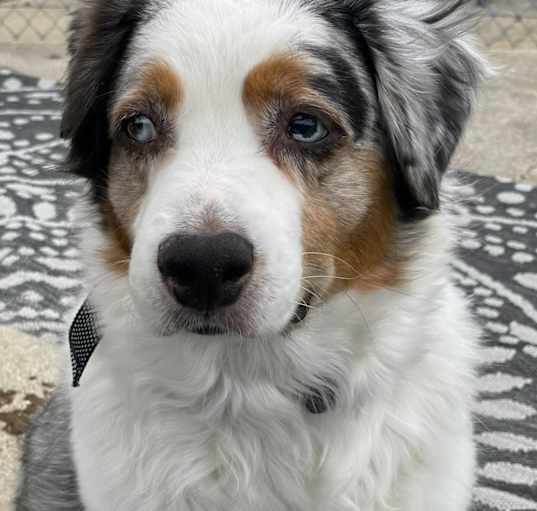 Photo of Oakley