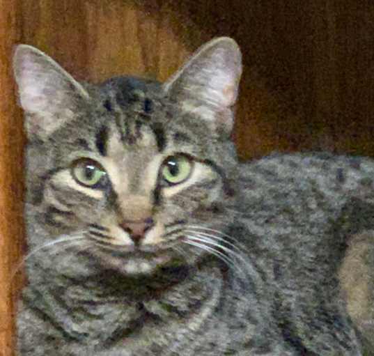 Photo of Tiger
