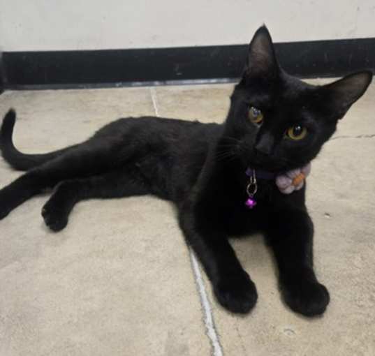 Photo of Bibi
