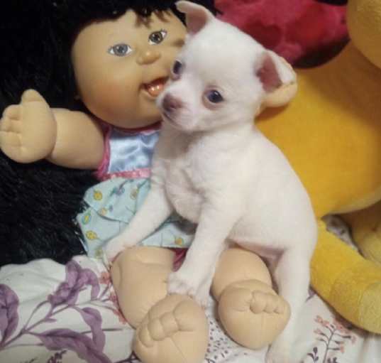 Photo of Pixie