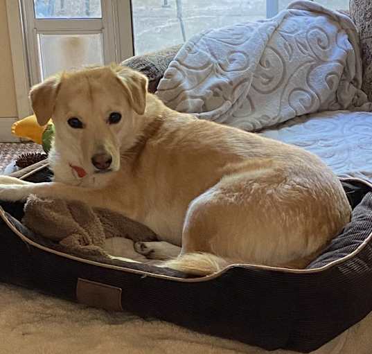 Photo of Bailey