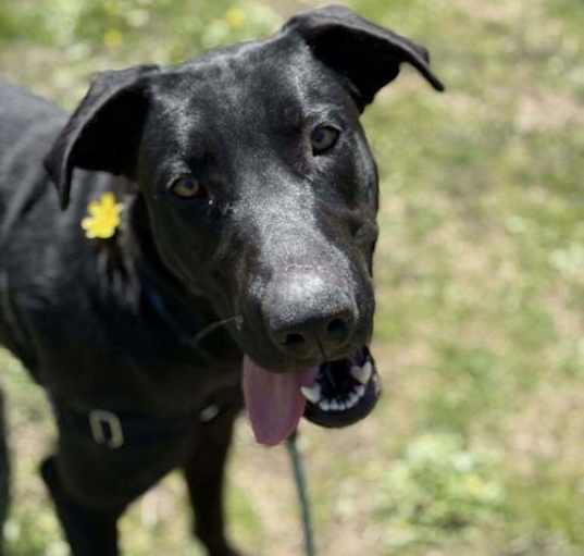 Photo of Pogo