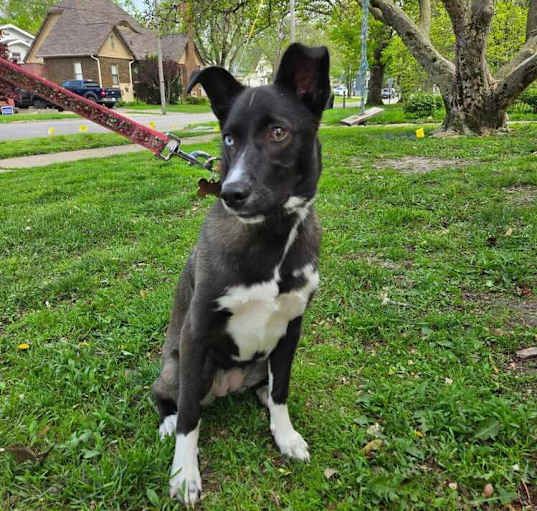 Photo of Lucky