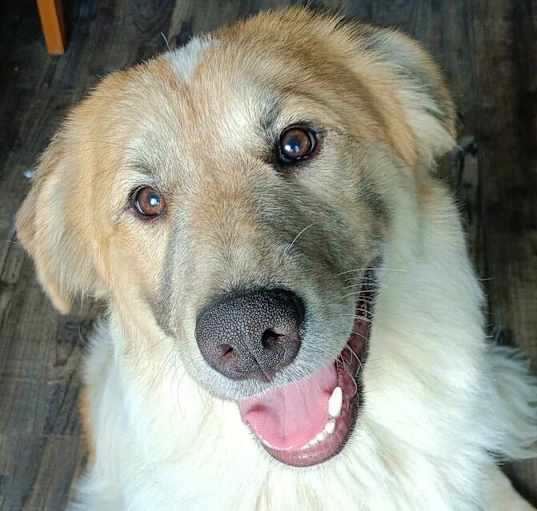 Photo of Augie