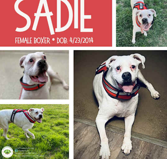 Photo of Sadie