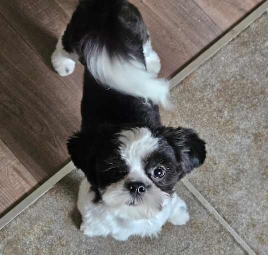 Photo of Ziggy Girl