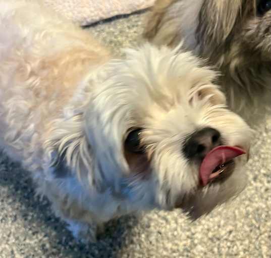 Photo of Noodle