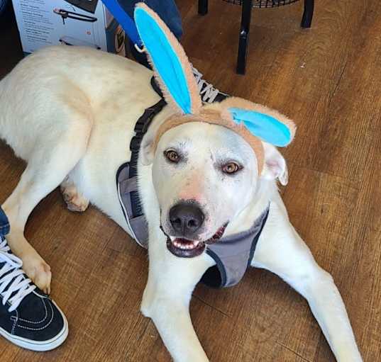Photo of Chance