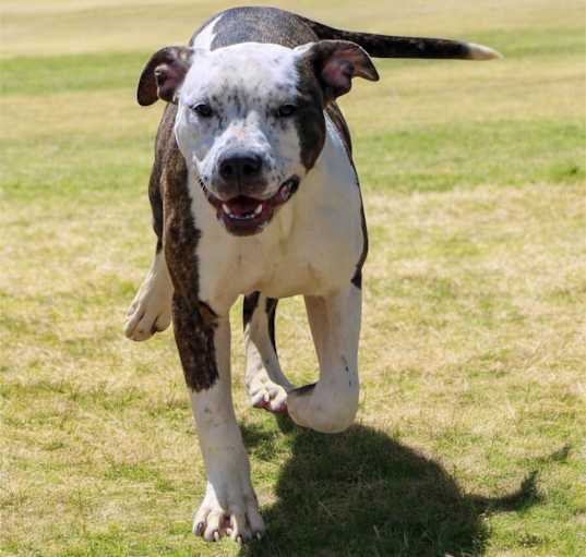 Photo of Caza