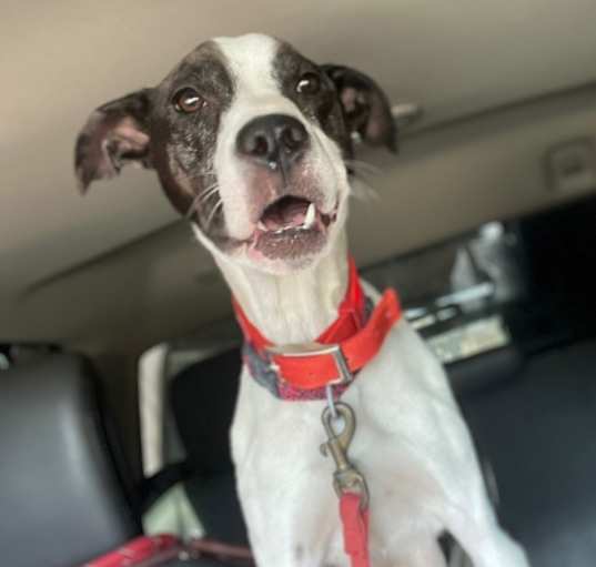 Photo of Millie