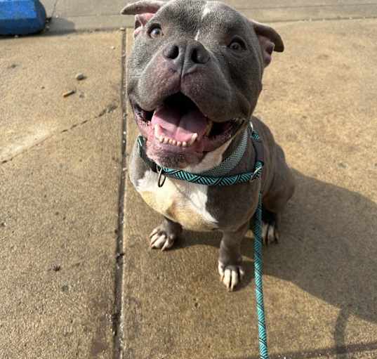 Photo of Apollo