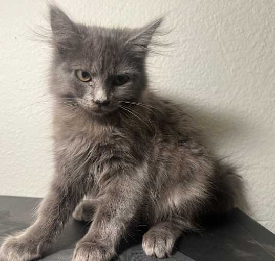 Photo of Jax