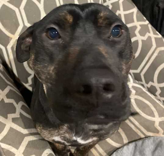 Photo of PJ