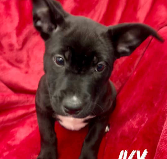 Photo of Ivy