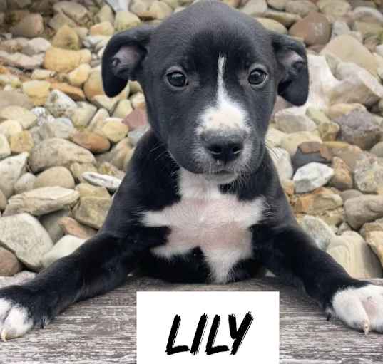 Photo of Lily