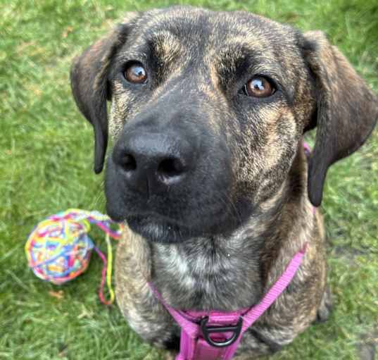 Photo of Roxy